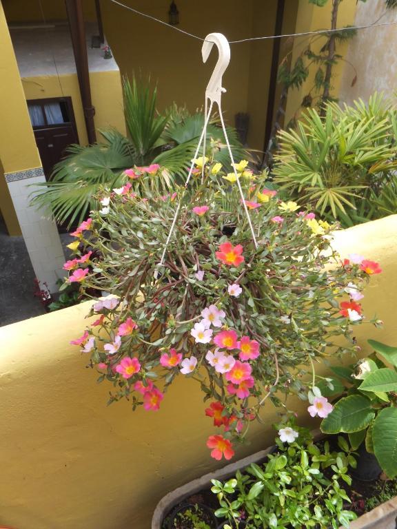 ホテル Casa Colonial Cejas サンタクルスデテネリフェ エクステリア 写真